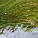 Vallisneria spiralis Likasa