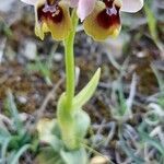 Ophrys tenthredinifera Цвят