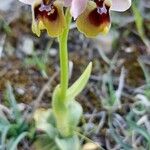 Ophrys tenthredinifera 花