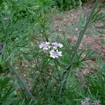 Coriandrum sativum Φύλλο