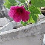 Hibiscus acetosella 花