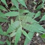 Oplismenus undulatifolius Leaf