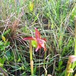 Sarracenia rubra Alkat (teljes növény)