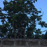 Artocarpus altilis Fruto