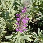 Stachys lavandulifolia Other