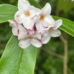 Daphne odora Blomst
