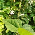 Amphicarpaea bracteata Blatt