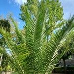 Phoenix canariensis برگ