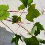 Acer glabrum Frunză