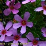 Androsace ciliata Blomst