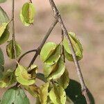 Combretum molle Fruit