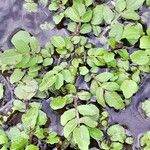 Nasturtium officinale Alkat (teljes növény)