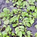 Nasturtium officinale Habit