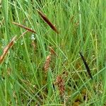 Carex limosa Цвят