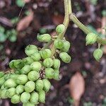 Actaea racemosa Frucht