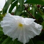 Cheilocostus speciosus Blüte