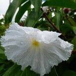 Cheilocostus speciosus Flower