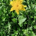 Taraxacum cucullatiforme 花