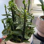 Euphorbia tithymaloides Other