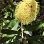 Banksia praemorsa Blad