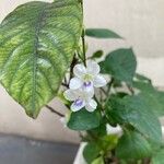 Asystasia gangetica Kvet