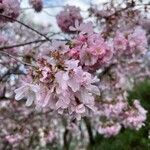 Prunus subhirtella Flor