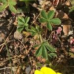 Potentilla pusilla Foglia