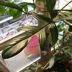 Philodendron pedatum Blad