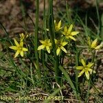Gagea reverchonii Habit