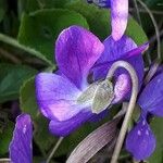 Viola hirta Cvet