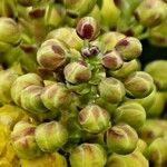 Berberis aquifolium Flor