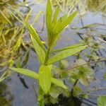 Lysimachia thyrsiflora Blatt