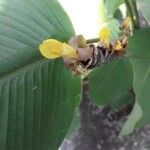 Calathea lutea Flower