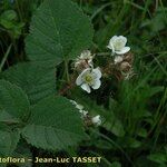 Rubus guentheri Blüte