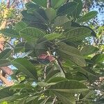 Elaeodendron orientale Foglia