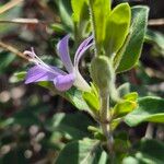 Barleria volkensii Flower