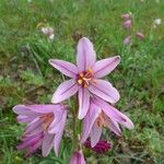 Fritillaria pluriflora Цветок