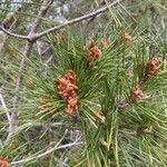 Pinus halepensisПлід