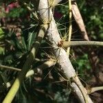 Jatropha multifida പുറംതൊലി