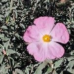 Cistus parviflorus പുഷ്പം