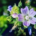 Malva multiflora Blüte