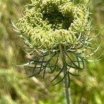 Visnaga daucoides Altul/Alta