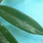 Xylopia crinita Frunză