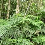 Cyathea microdonta Habitus