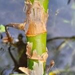 Menyanthes trifoliata Bark