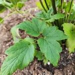 Anemone hupehensis Deilen