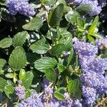 Ceanothus thyrsiflorus Leaf