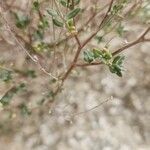 Helianthemum lippii Yaprak