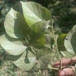 Pongamia pinnata Blatt