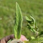 Gutenbergia boranensis Leaf